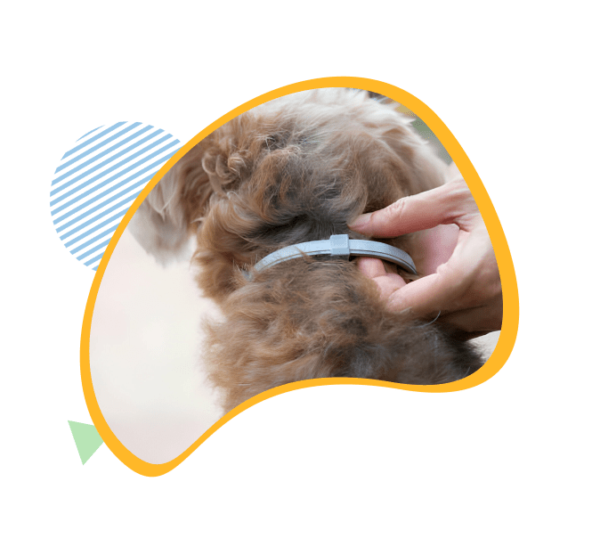 Fur Sweep Flea Collar Reviews Consumer Reports Fur Sweep